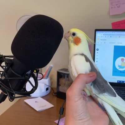 I’m a music therapist working from home. Pico discovered my mic and decided to freestyle over some beats 😂😂