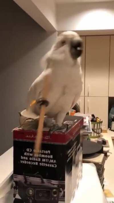 Cockatoo with personality