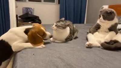 To play with the cats.