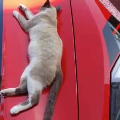 Waking up the stray cat