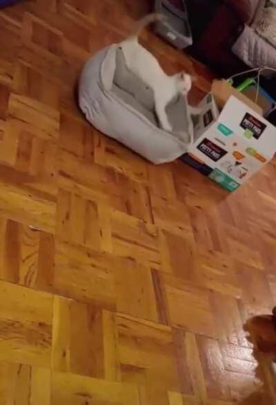 You could easily help that poor kitty