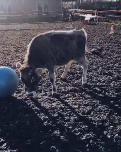 Learning to play with the ball at Lebenshof Odenwald Sanctuary