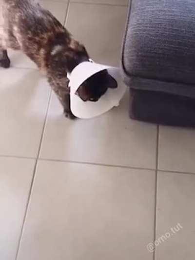 Кот по кличке 