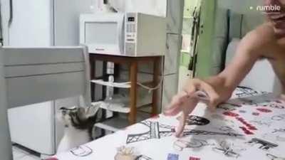 Cat confused by magic trick