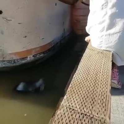 From 2017, it rises again...