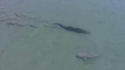 A saltwater crocodile swims right by a bull shark in the tidal flats of Australia's Northern Territory