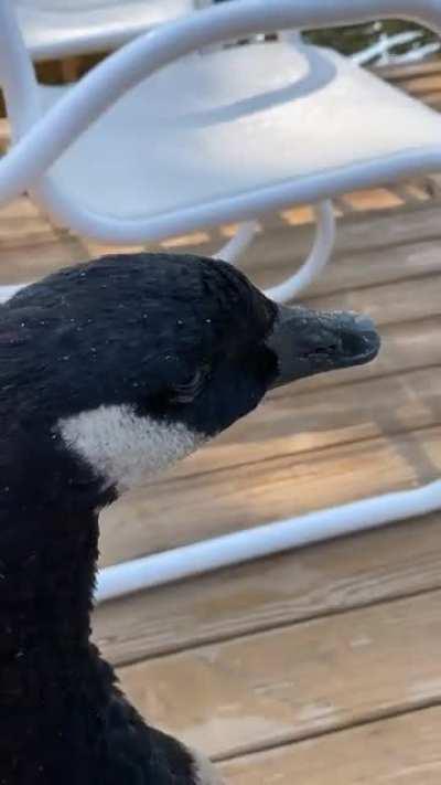 I’d like to introduce my son, Chip 🤍