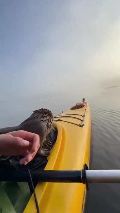 A man rescued an orphaned otter and cared for it through rehabilitation. After releasing it into a lake, the otter still greets him every time he visits.