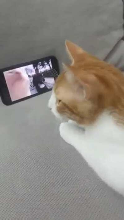 Cat Head Shaking 🤣