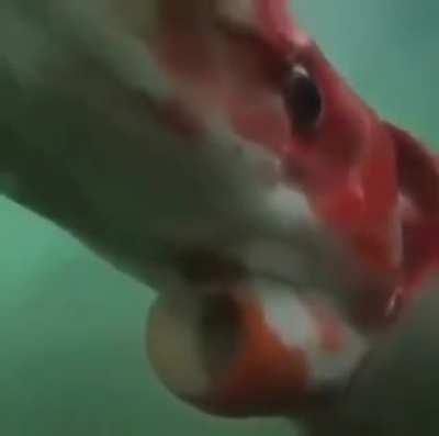 🔥The ( 14 meter/ 45.9318 foot ), long Giant Squid is one of only two observed by humans in seas over the past decade, in Toyama Bay, Japan in 2015