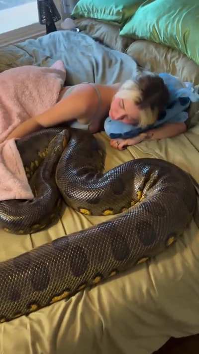 of a pet Green Anaconda