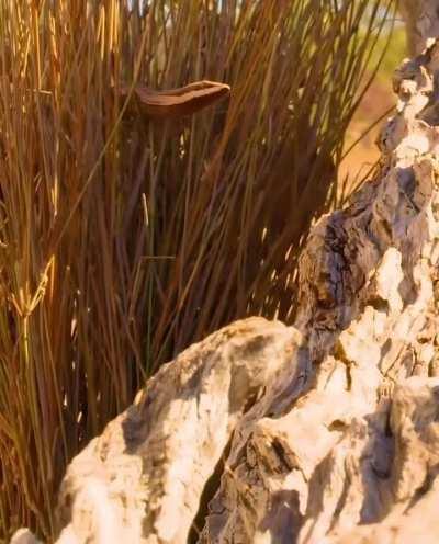 🔥 The unusual defense mechanism of the Golden-tailed Gecko