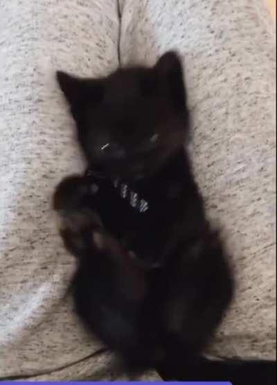 Kitty discovering she has feet