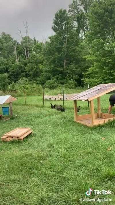 How birds get their arms