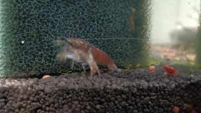 Here's my vampire shrimp Larry. And some jumpy shrimps.