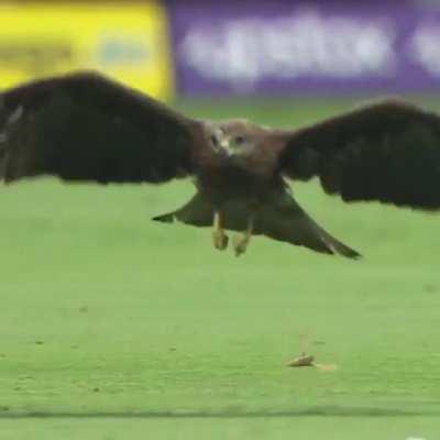 Purple Patel in a nutshell