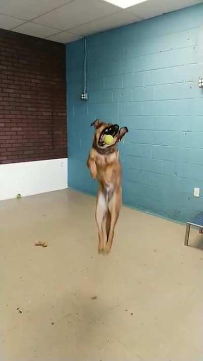 to catch the ball...