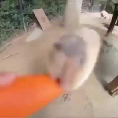 has anyone else gotten a visit from the Chinese carrot guy during moongooning?