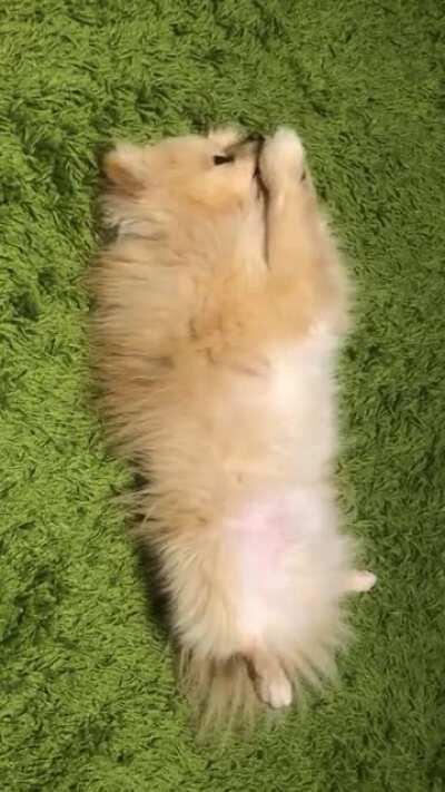 How Does Your Pom Enjoy Treats?