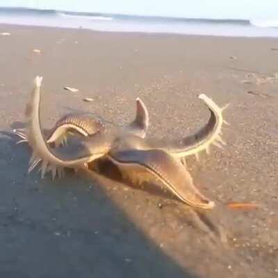 Thanks, I hate walking starfish