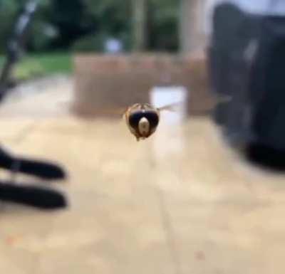 Hey Look...a Hornet...