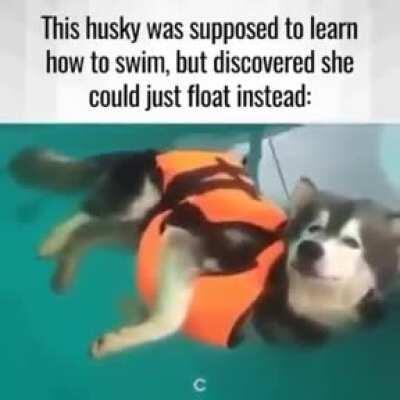 To teach a husky how to swim