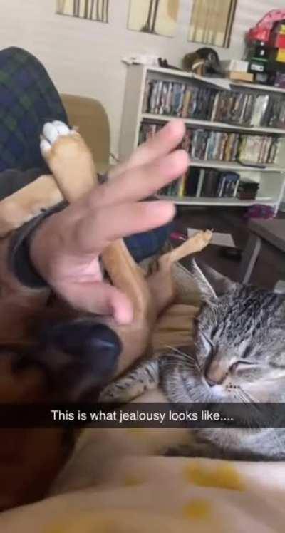 Our dog not letting my husband pet the cat