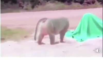 They got my boy good