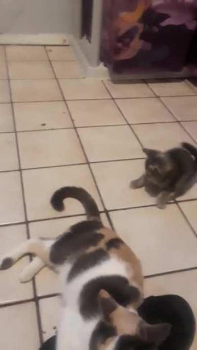 Kittens are the apex predators of the kitten-tail-sandal food chain