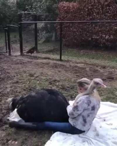 What a way to tame the ostrich