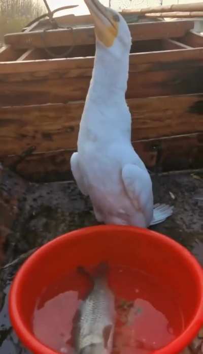 A cormorant engulfing a large fish
