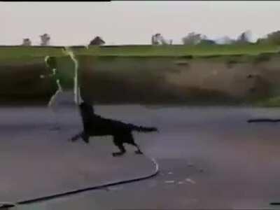 Today you get a bath, Bob.