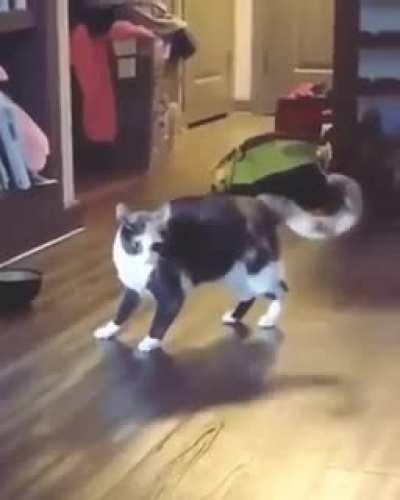 Cat.exe stopped working