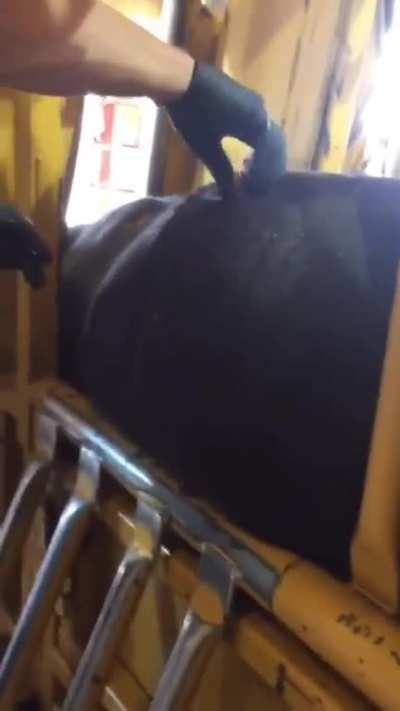 De-bloating a steer by removing accumulated gas