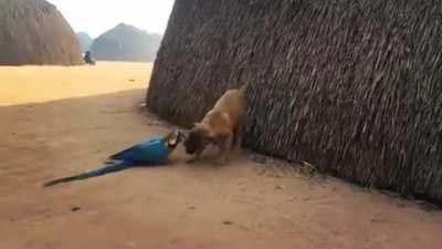 An Arara and a dog, being bros in Amazon, Brasil.