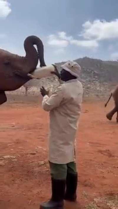 Baby Elephants come running for the lunch - Happy Wildlife Day : )