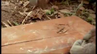 Spectating a clanmate's capital attack