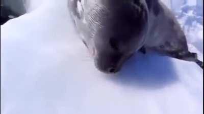 the ultimate seal that wants eggs, but it has even more memes