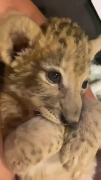 Most big cats aren't born with murder mittens, but instead sharpen their nails with their teeth