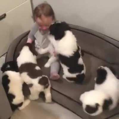 InFaNt GeTs mAuLeD bY WoLvEs