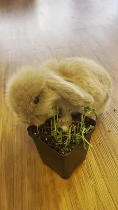 The basil didn’t stand a chance ...