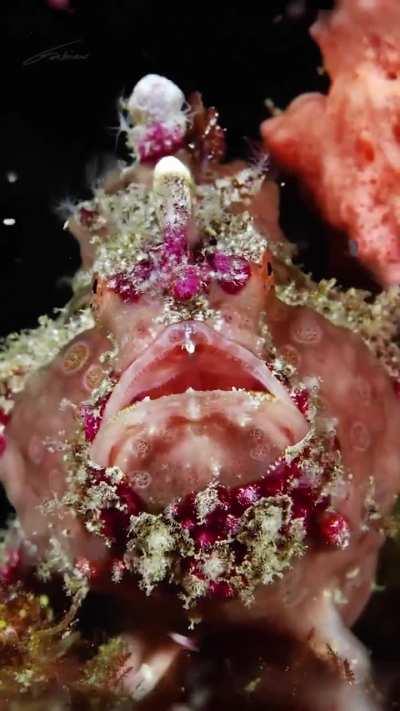 🔥The Painted Frogfish (Antennarius Pictus)