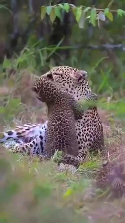 🔥No matter the species, All Mothers are BEAUTIFUL