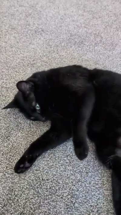 Babs demands exuberant pets 🖤