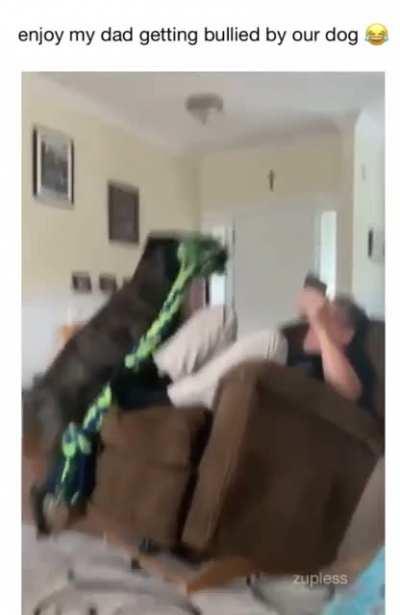 Doggo bullies dad