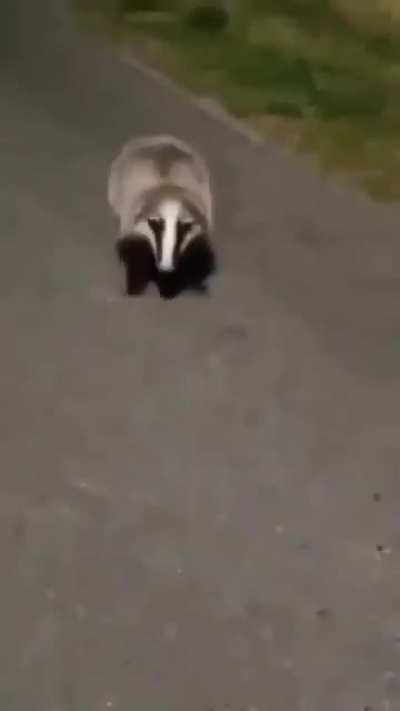 Everybody loves hedgehogs but badgers know how to confuse a Visegrader