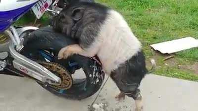 So for the longest time I kept coming out of the house in the morning and would find my tires had a weird substance on them... today when I was leaving to go somewhere I saw what was doing it...