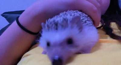 This is russel my extra squeaky boi 🥺😻