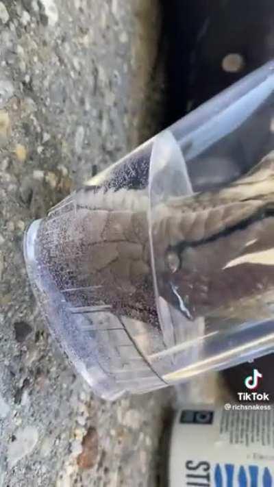 This is how giant snakes drink.