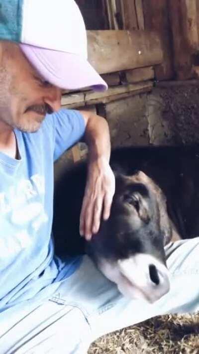 Some of the best cow cuddling of 2020 at Lebenshof Odenwald